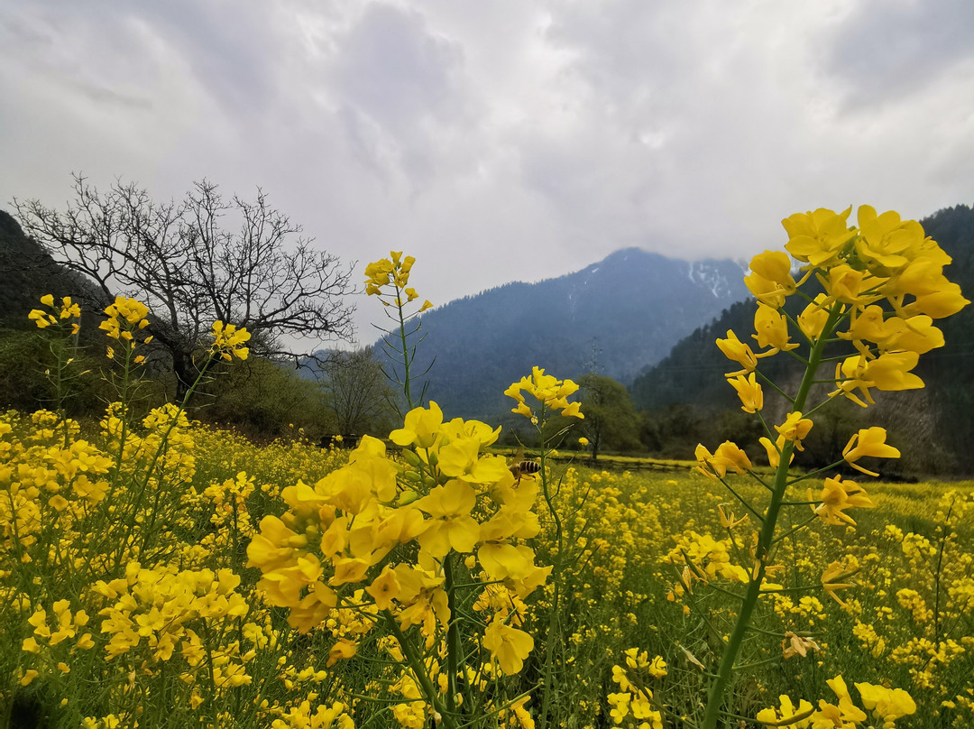 Xizang Nature Tour-拉萨市必去景点