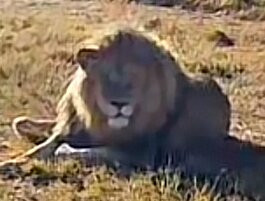 Zanchieta Wildlife Rescue Centre & Lodge-布隆方丹必去景点