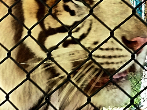 Thai travel no limit Chiang Mai-清迈必去景点