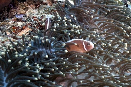 Siladen Resort & Spa Diving Center-Siladen Island必去景点