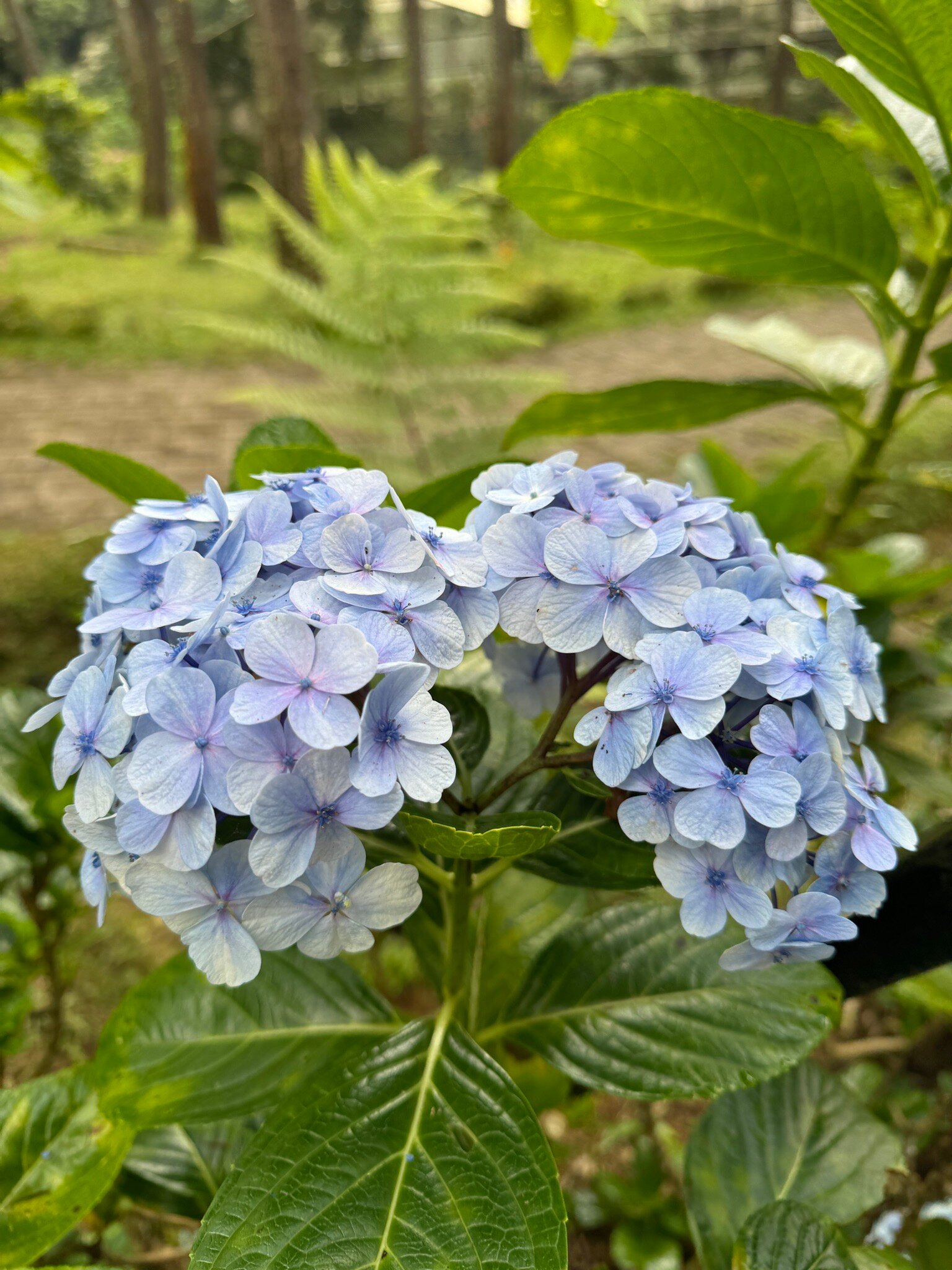 Orchid Forest Cikole-2024年7月3日上传的实拍图
