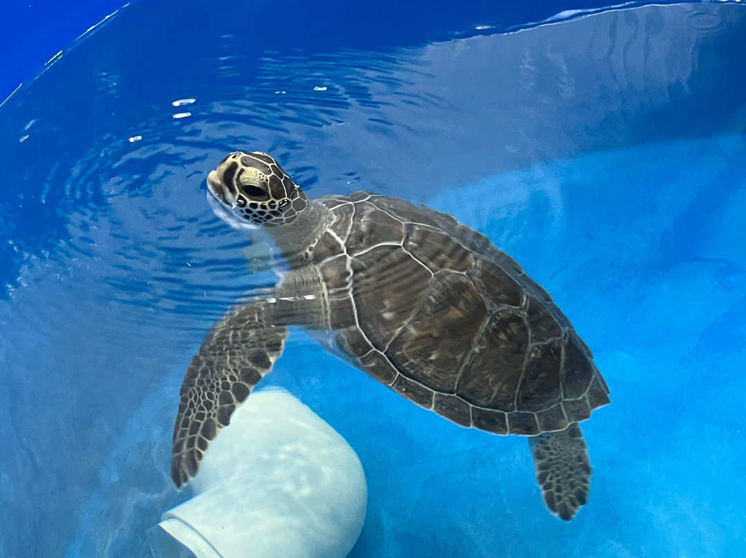 The Karen Beasley Sea Turtle Rescue and Rehabilitation Center景点图片
