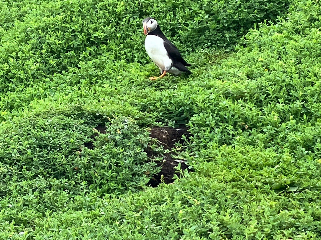 Murphys Sea Cruise To Skellig Michael-Portmagee必去景点