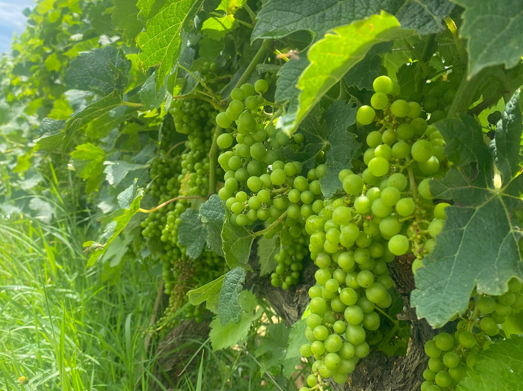 Cantina Di Perano- Frescobaldi-加约莱因基安蒂必去景点