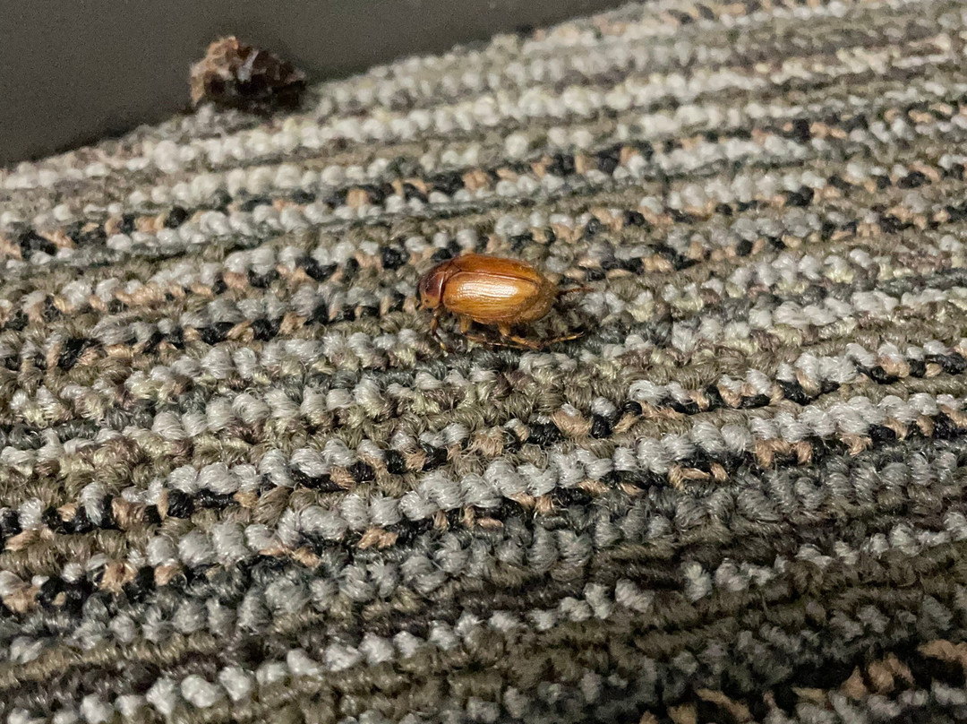 卡拉巴萨斯美好夜间旅馆主图