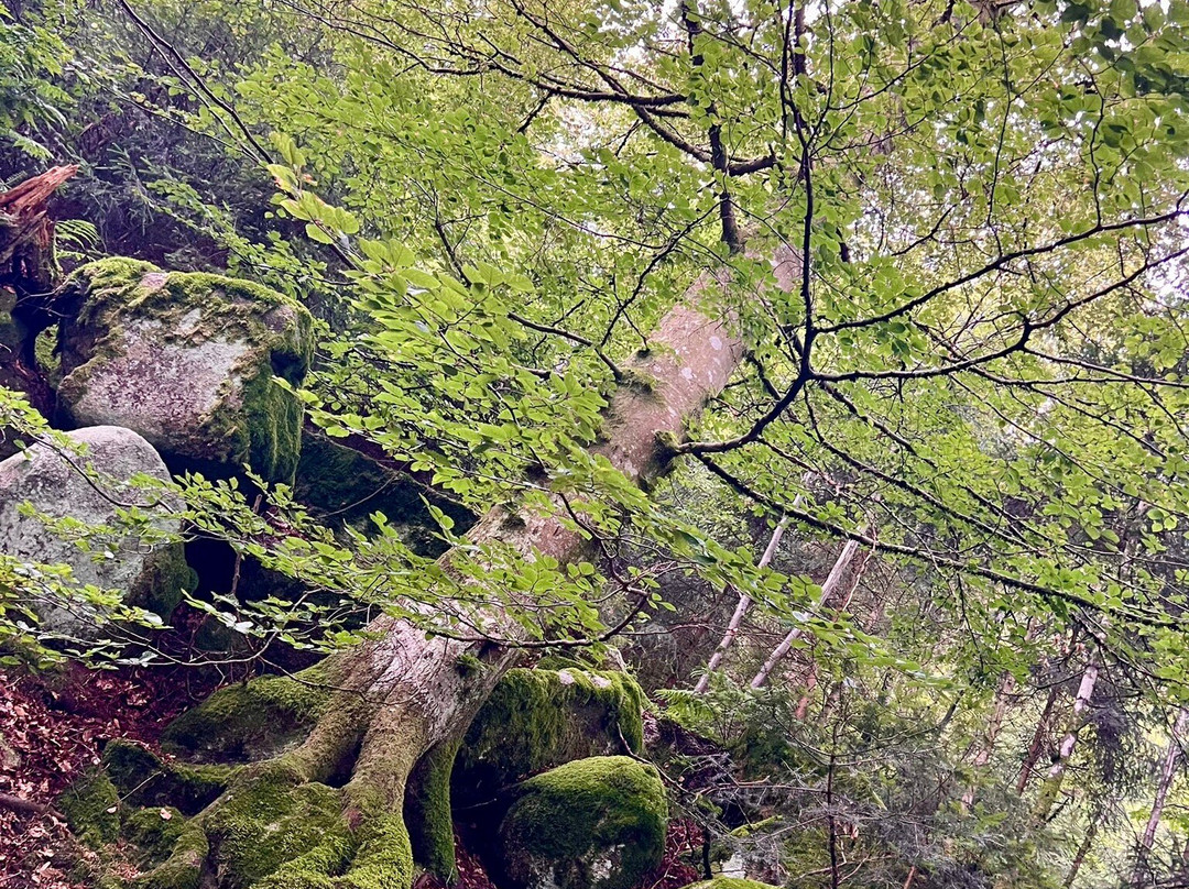 Triberg Waterfalls景点图片