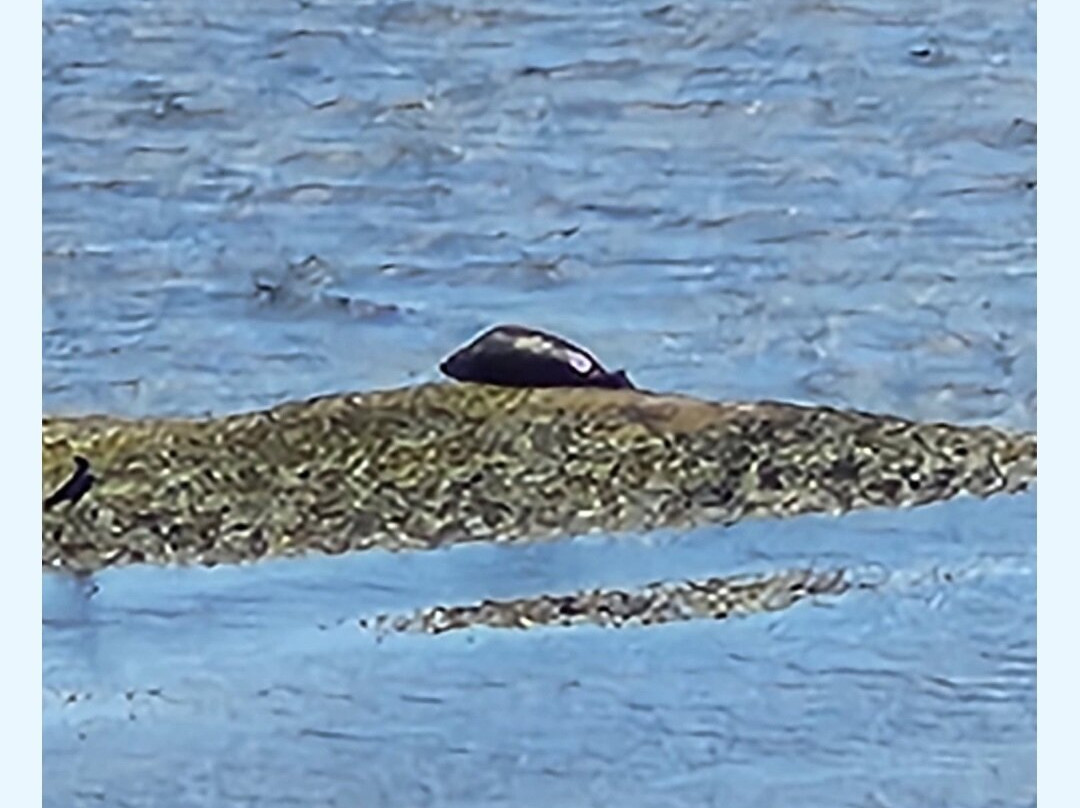 Magnetic Hill Park-蒙古顿必去景点