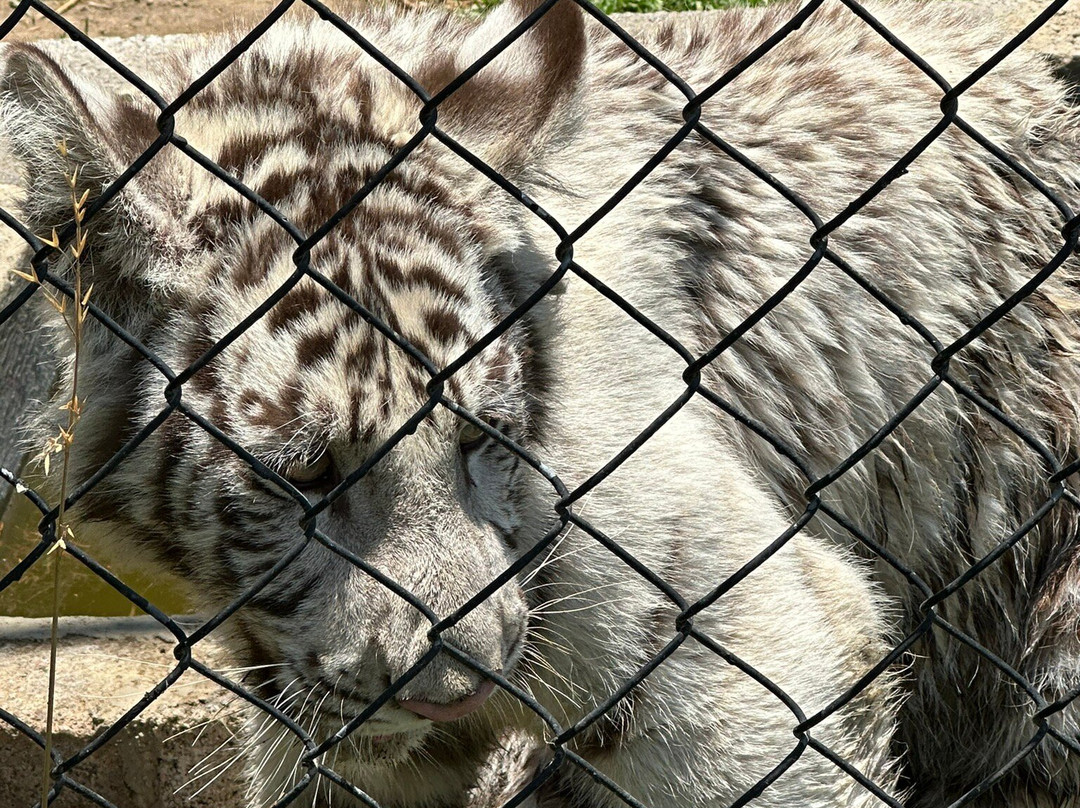 Rancho Magico-墨西哥城必去景点