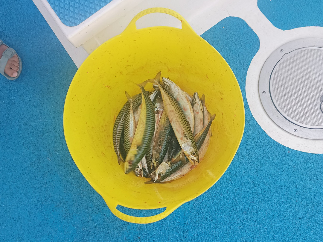 St. Ives Sea Trips-圣艾维斯必去景点