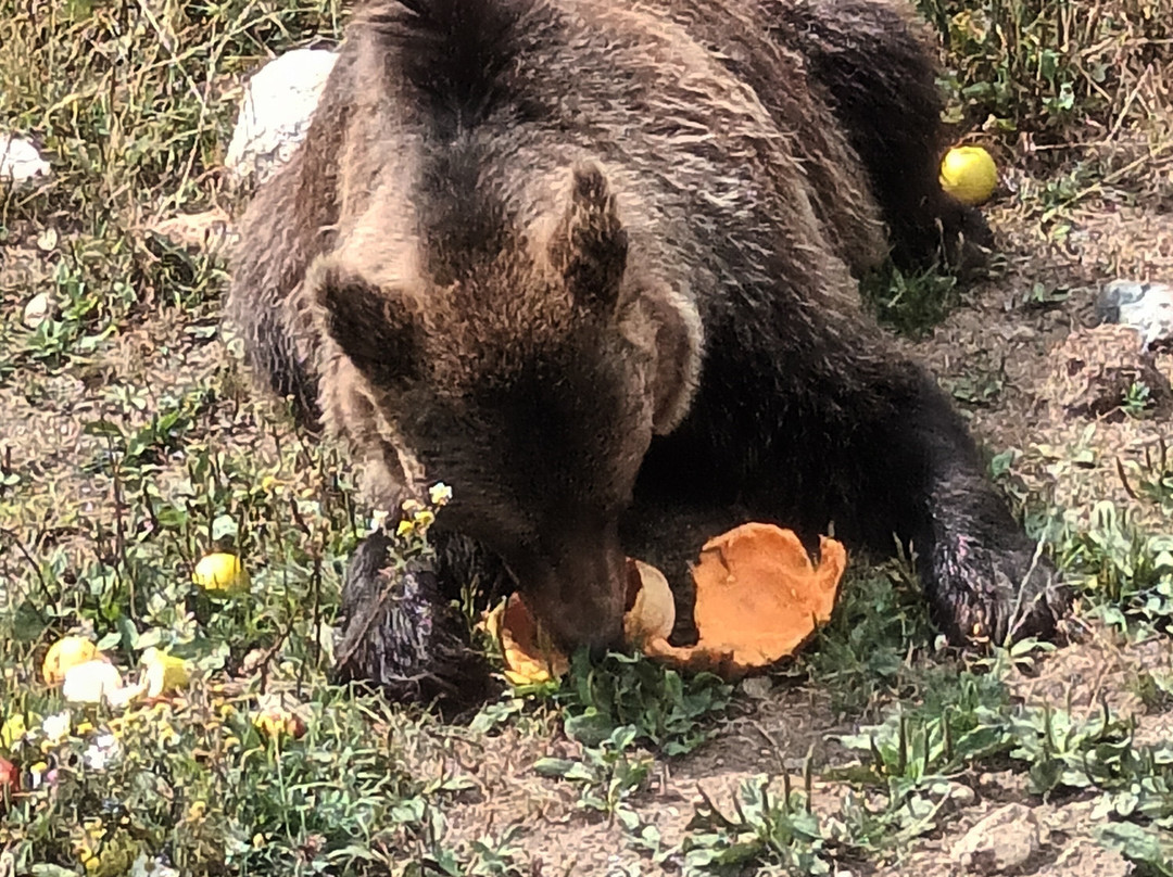 Parc animalier des Angles景点图片