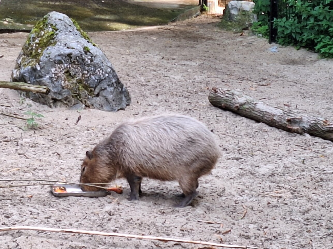Zoo de Maubeuge景点图片