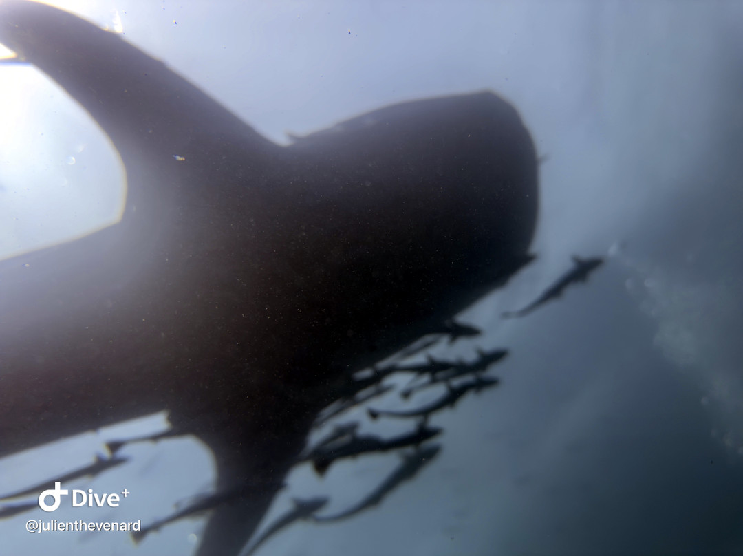 Trek Divers Seychelles景点图片