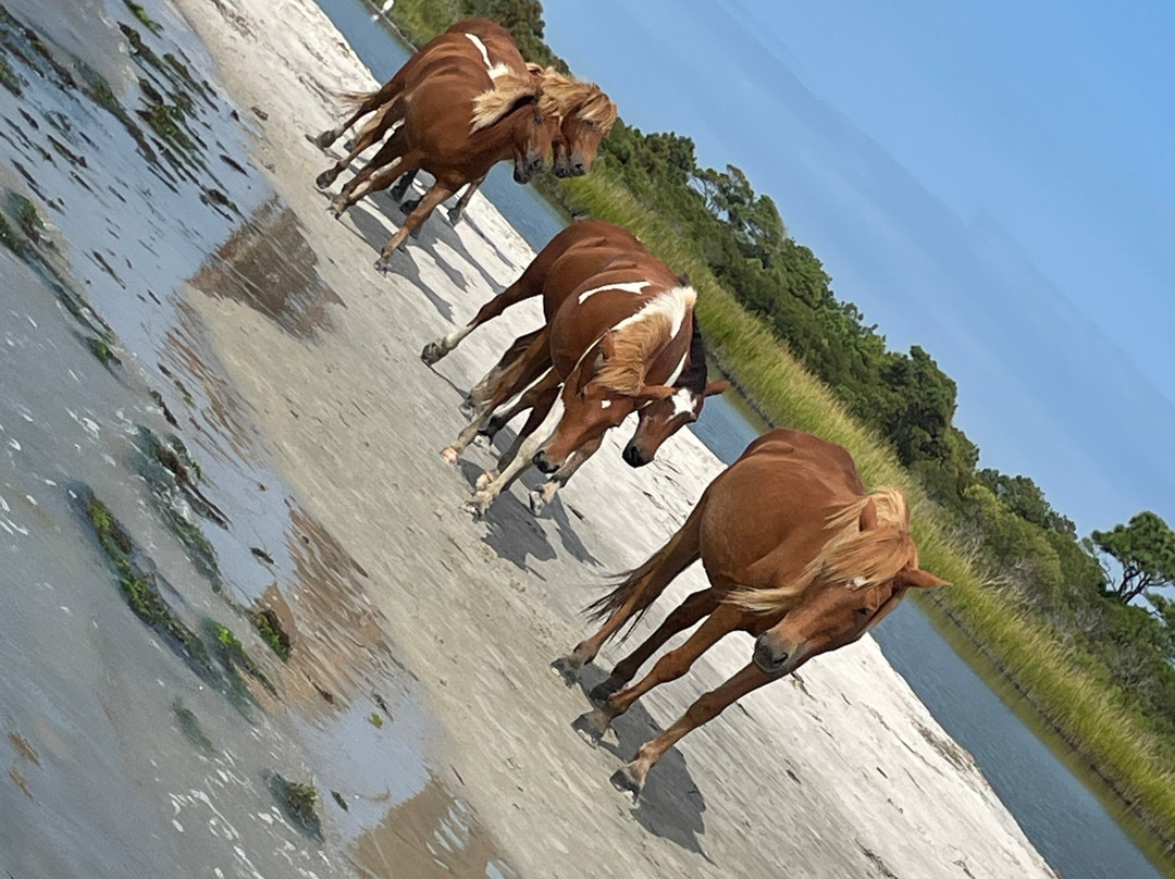 Assateague Adventure-大洋城必去景点