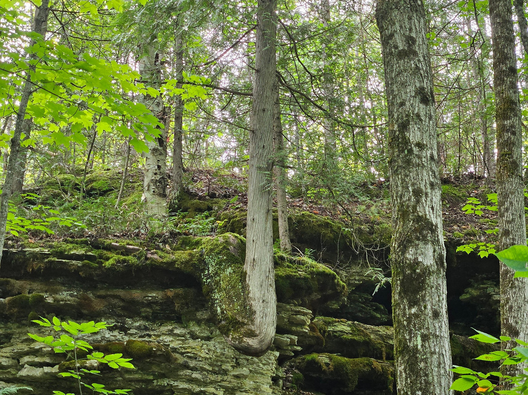 Wagg's Woods Trail景点图片