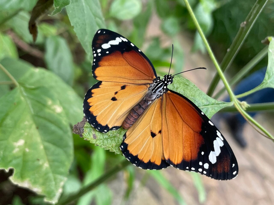 Butterfly Paradise:"Papiliorama"-Havelte必去景点