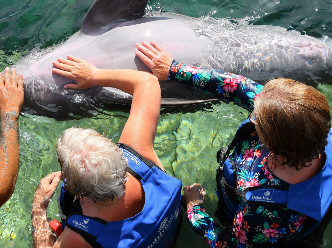 Delphinus Riviera Maya景点图片