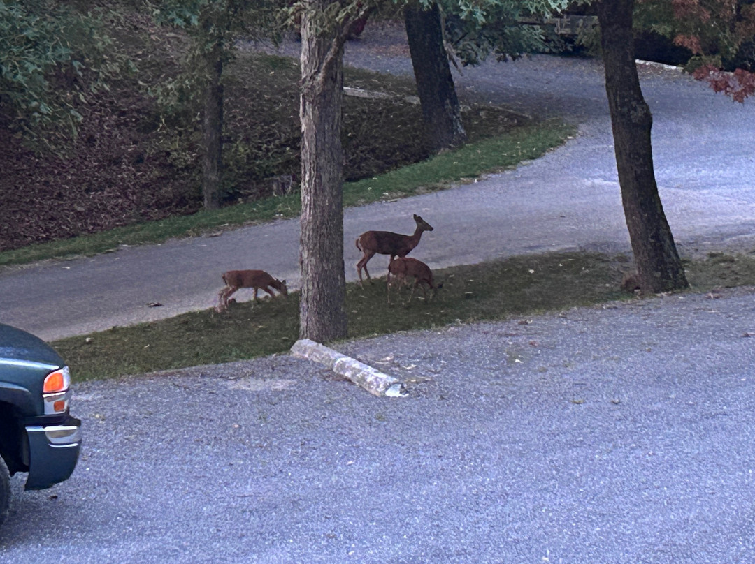 Koolwink Motel主图