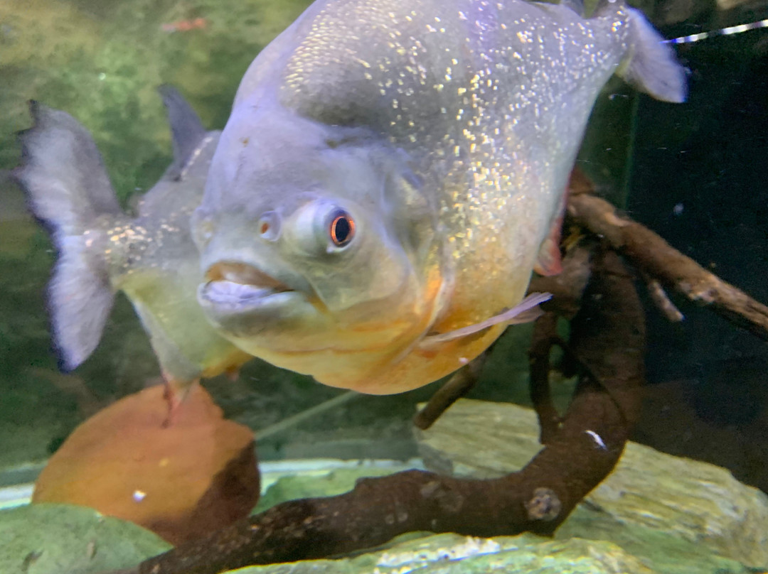 Public Aquarium and Tropicarium Belgrade-贝尔格莱德必去景点