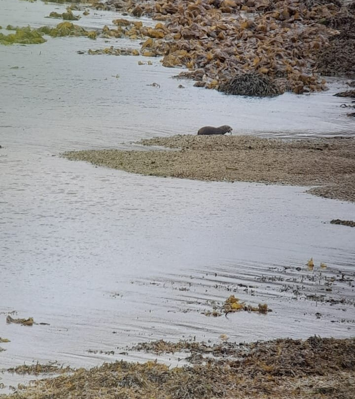 Isle of Skye Wildlife Tours -Tours景点图片