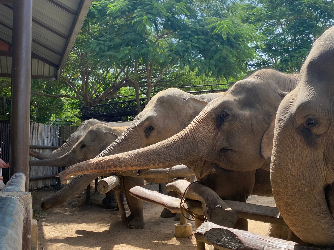 Samui Elephant Kingdom-利巴诺伊必去景点