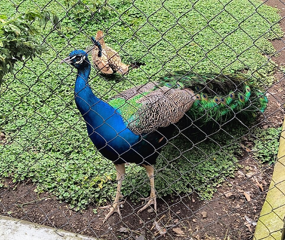 AnimalPark景点图片