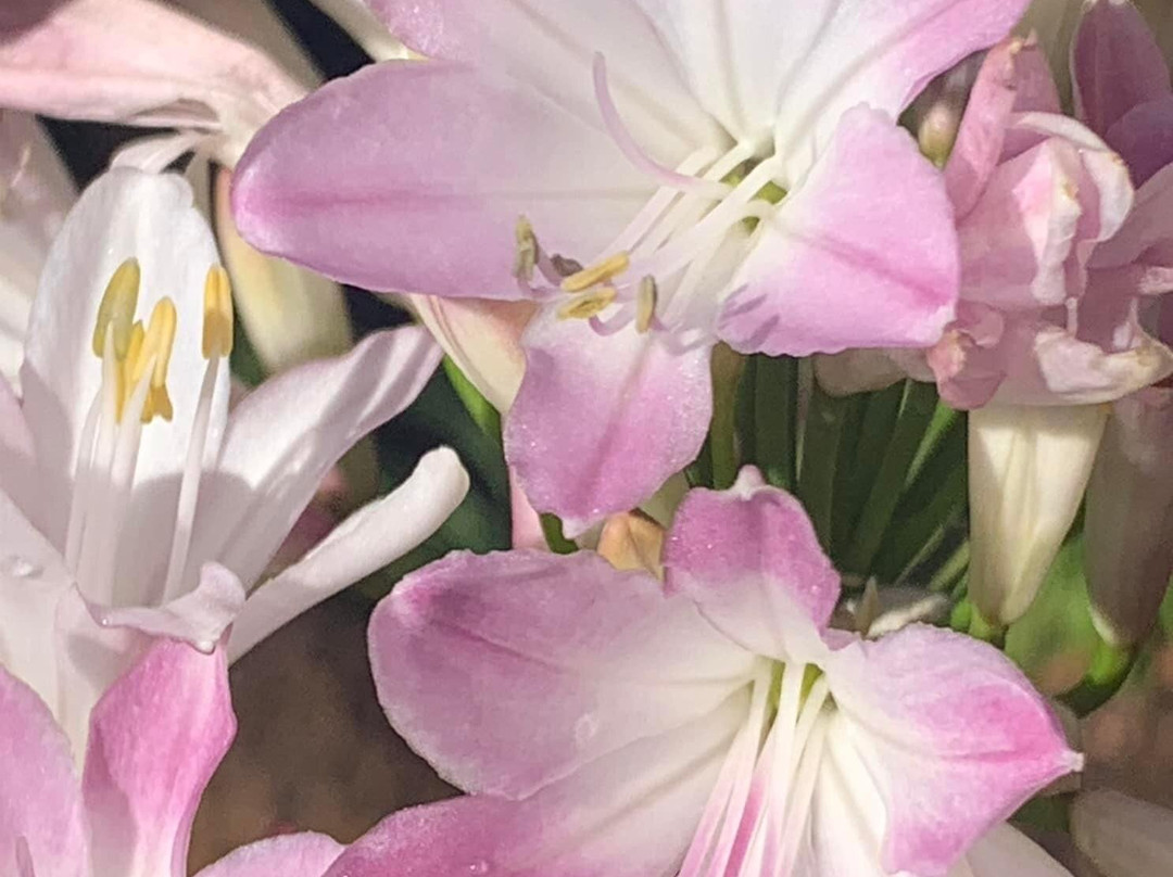 The Aloe Farm-哈特比斯普特必去景点