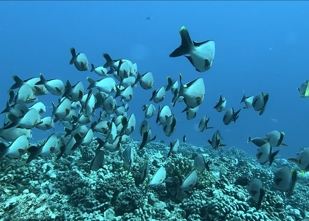 Tikehau Diving-提克豪环礁必去景点
