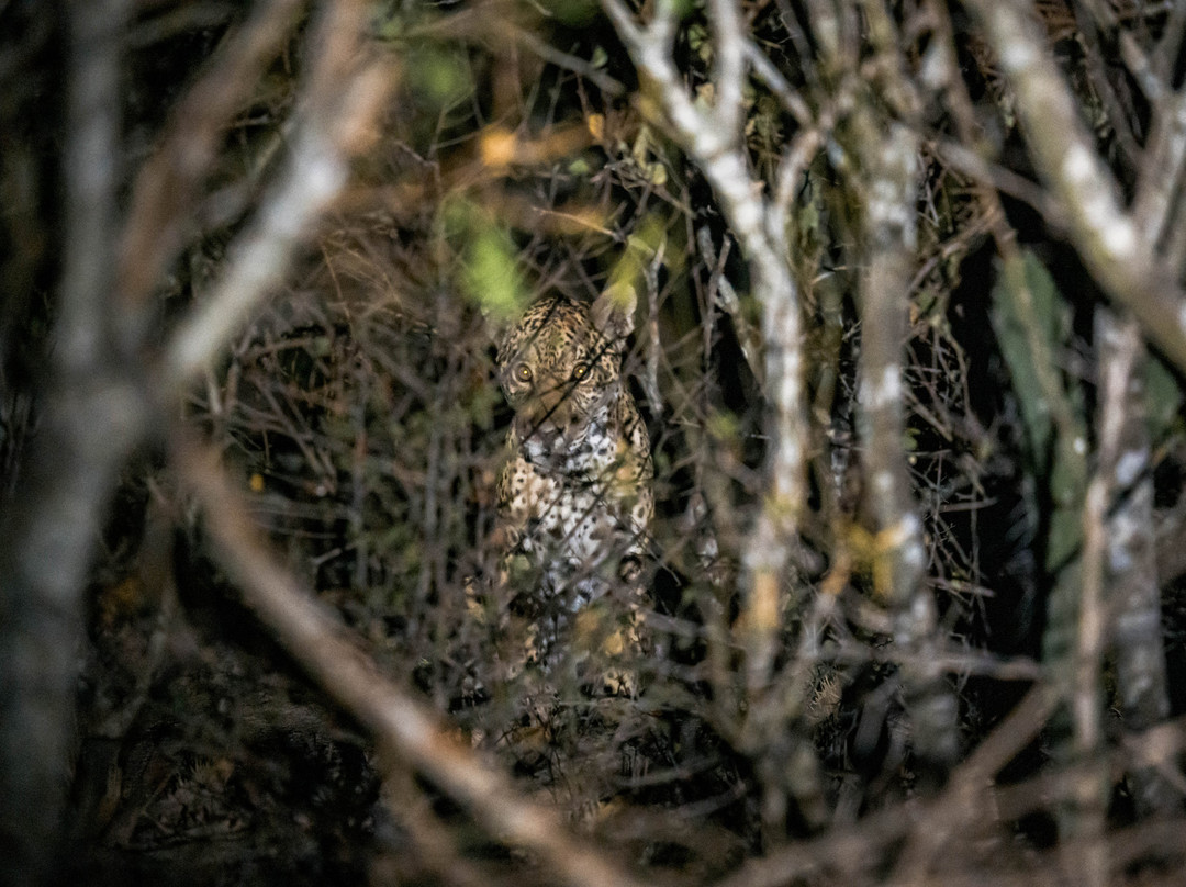 Kaa-Iya National Park-圣克鲁斯省必去景点