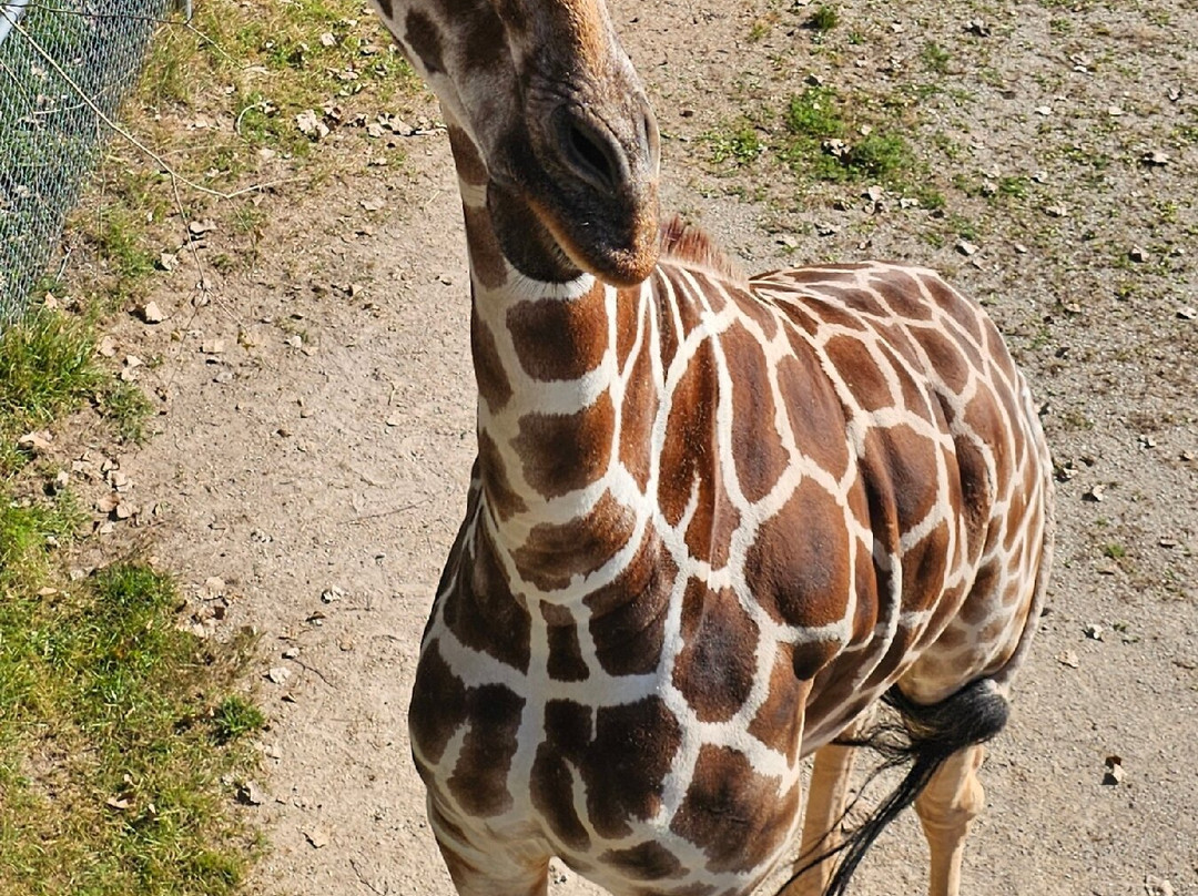 NEW Zoo & Adventure Park-格林贝必去景点