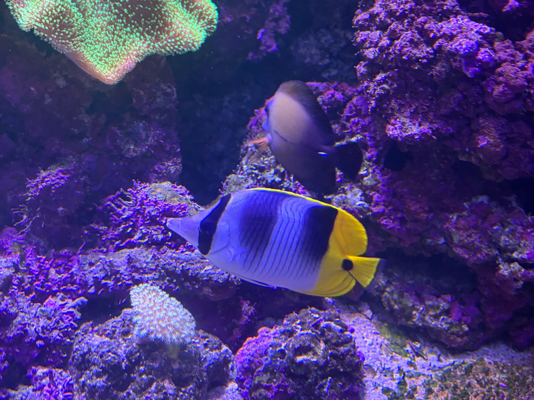 Kula Wild Adventure Park-辛加东卡必去景点