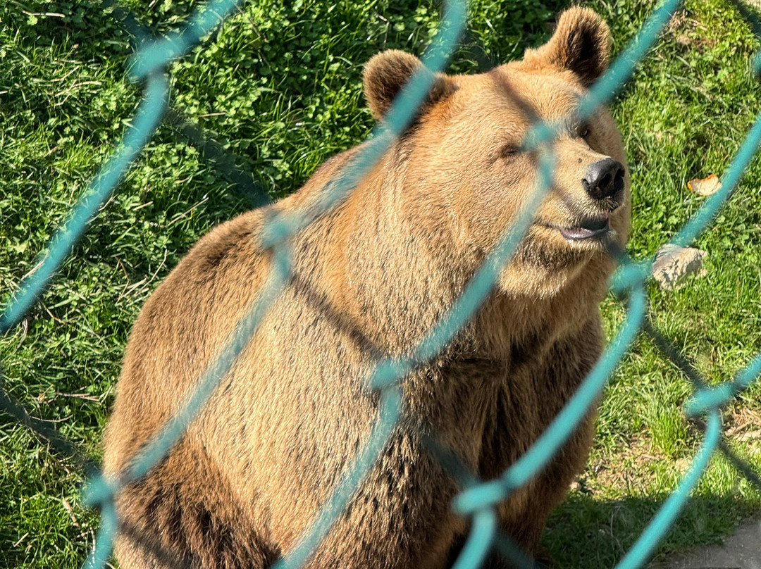 Sarajevo Zoo-萨拉热窝必去景点