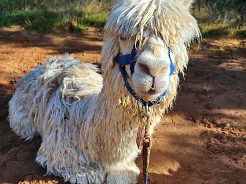 Oakmere Alpacas-Oakmere必去景点