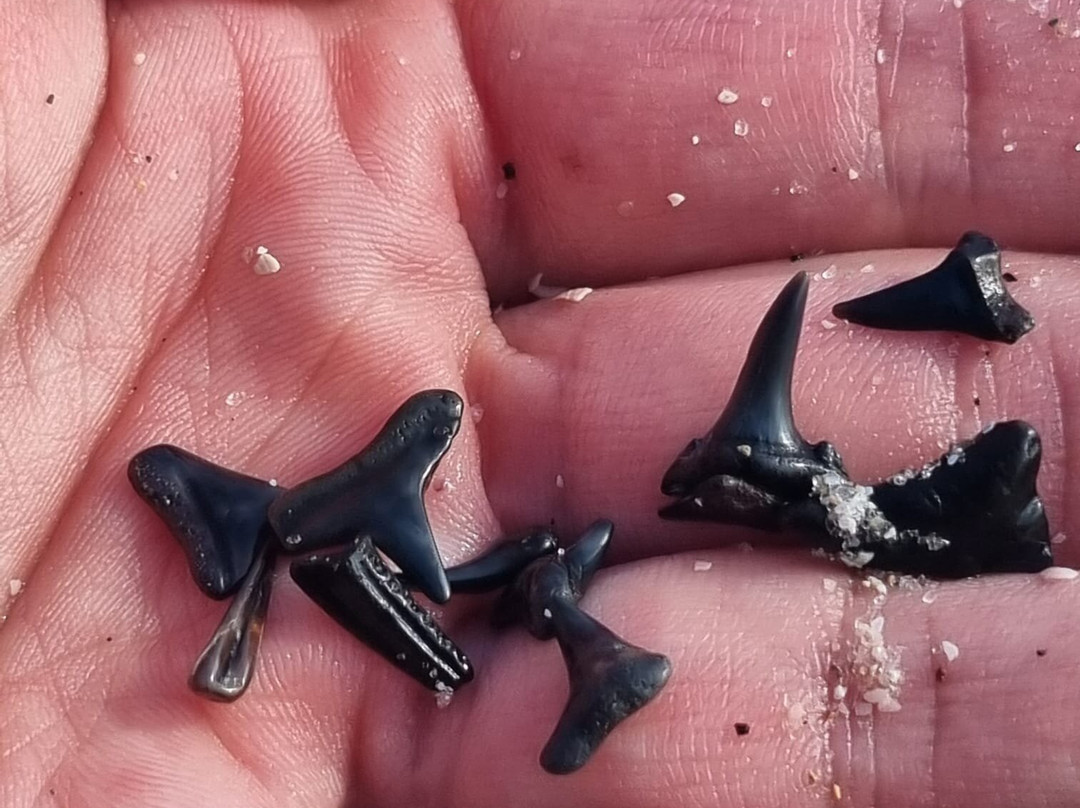 Manasota Key Beach-恩格尔伍德必去景点