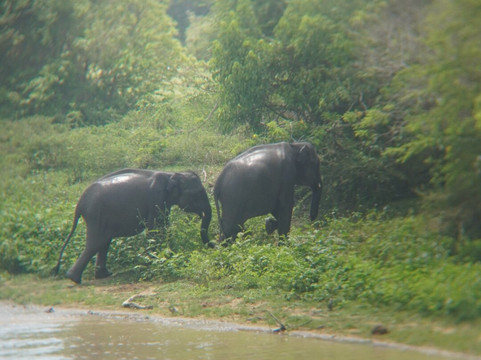 Nissanka Yala Safari-蒂瑟默哈拉默必去景点