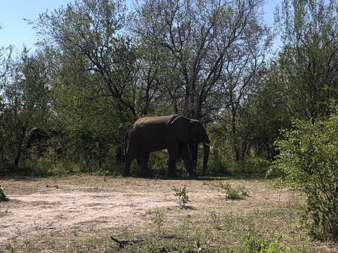 Treemma Travel & Tours-李文斯顿必去景点