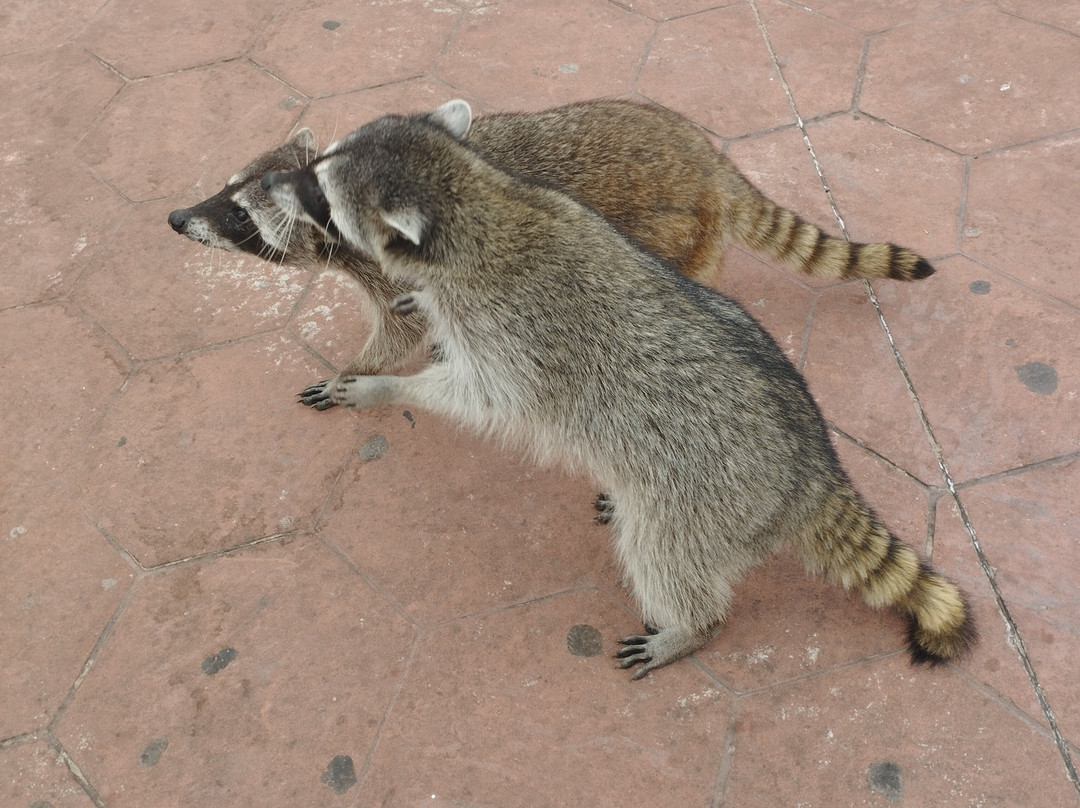 Las Escolleras-坦皮科必去景点