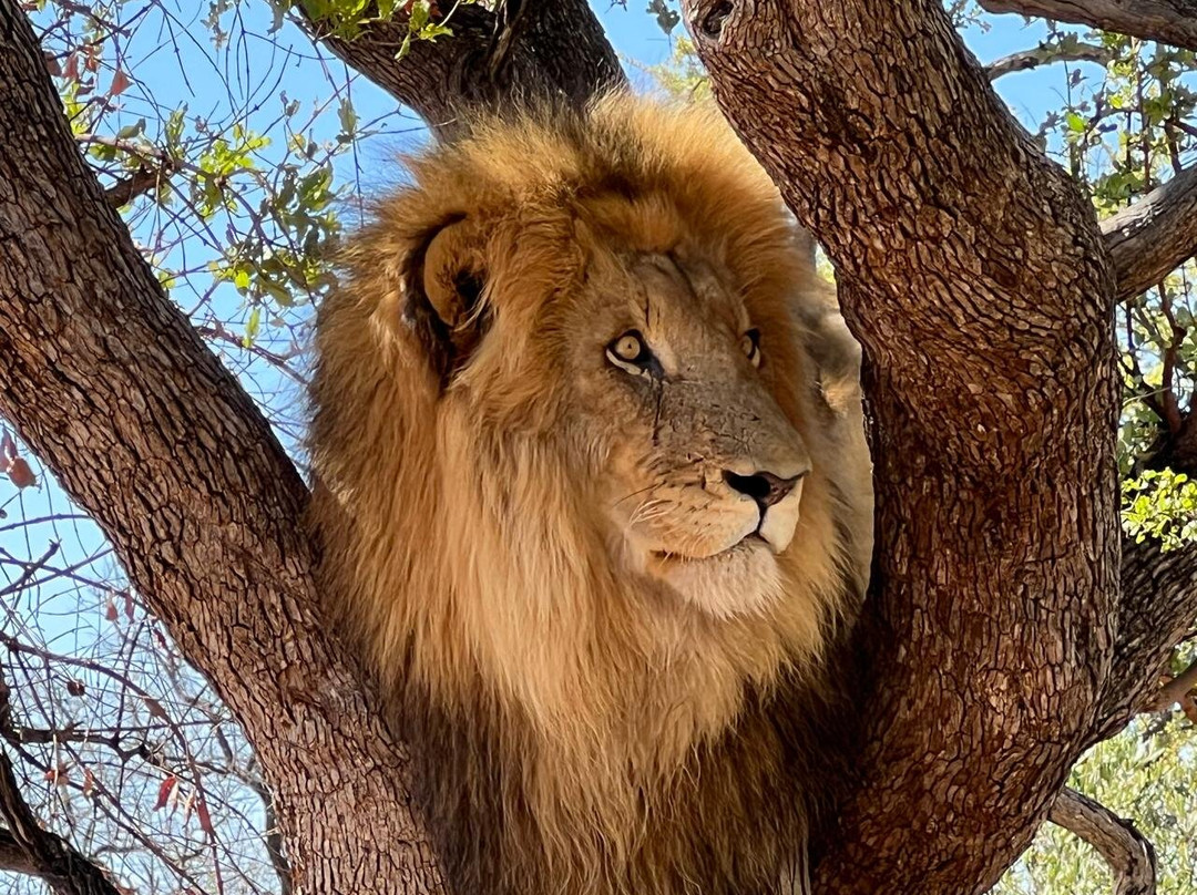 Ukutula Conservation Center-Brits必去景点