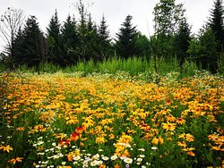 长白山鲁能·领寓