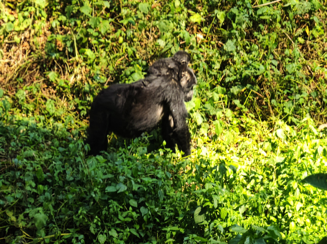 Mountain Gorilla Coffee Tours-Kisoro必去景点