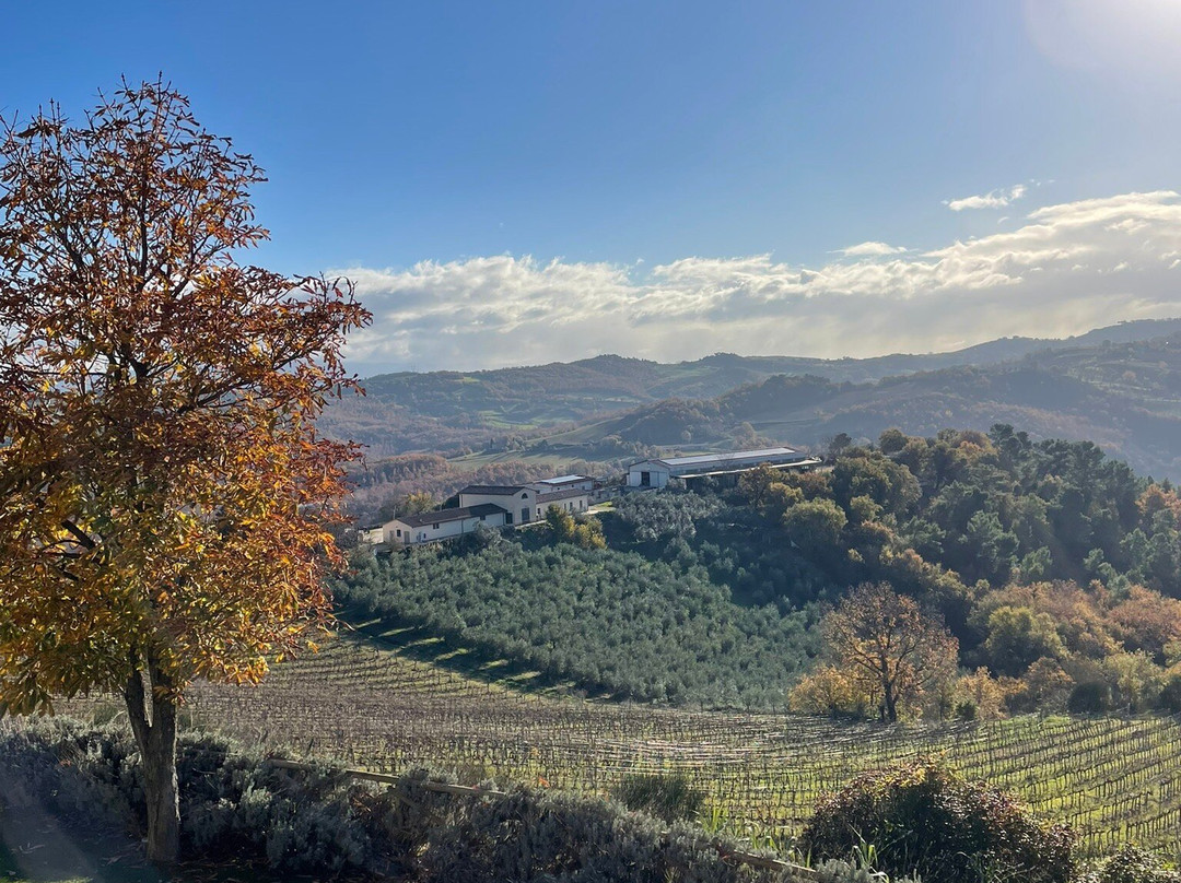 Fattoria di Monticello Cantina-San Venanzo必去景点
