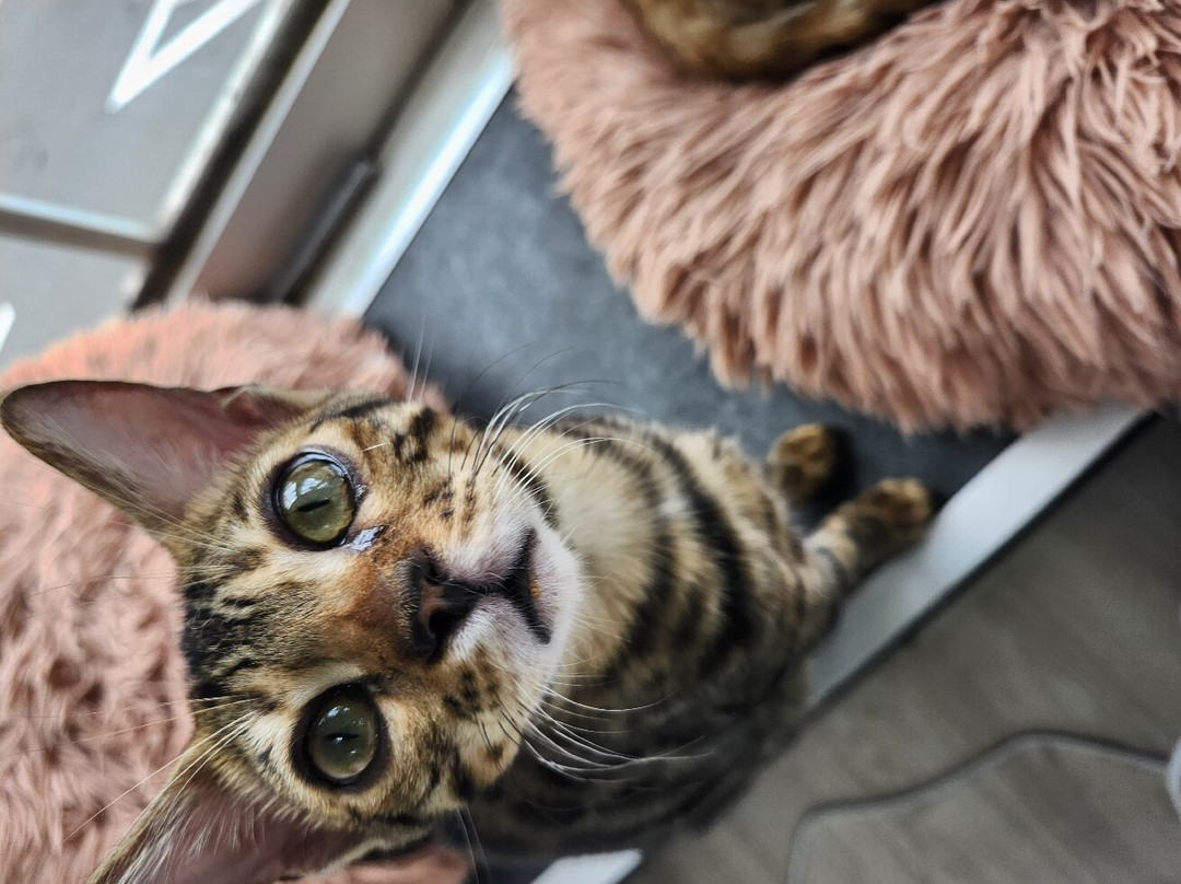 Cat＆Animal Cafe Noah's Ark-京都市必去景点