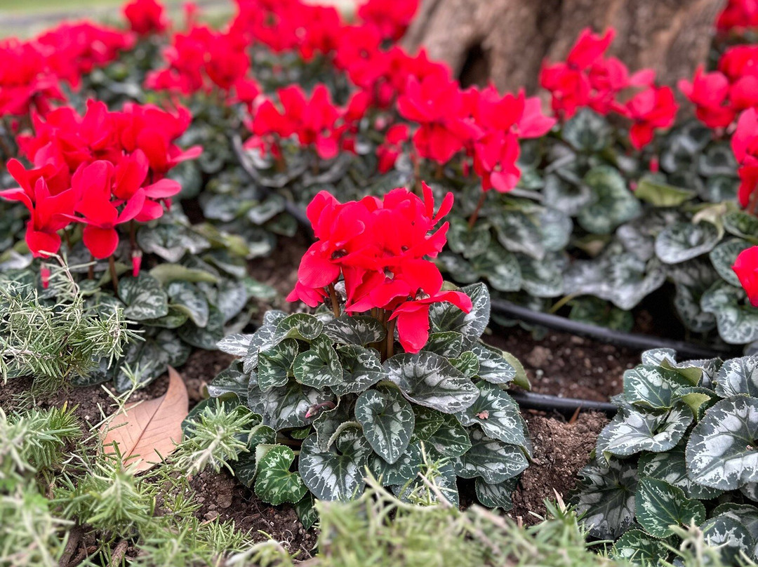 Museo Archeologico George Vallet-Piano di Sorrento必去景点