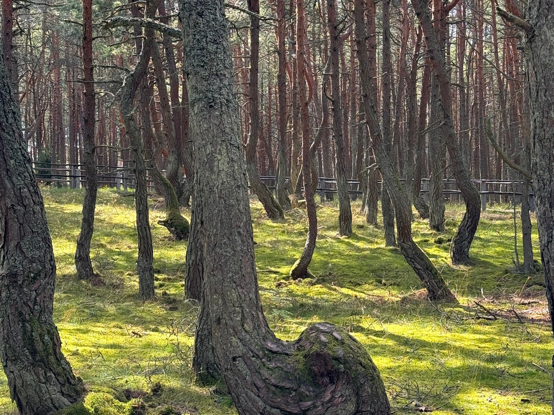 Dancing Forest景点图片