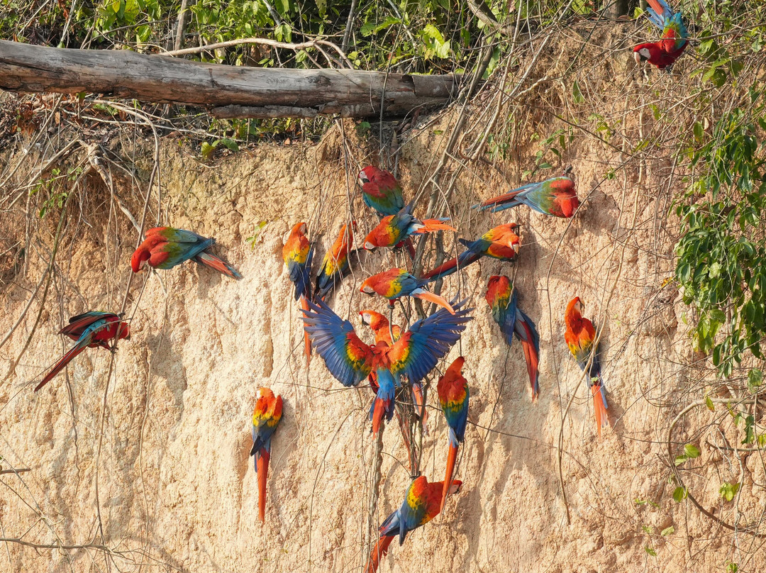 Birds of Peru Tours-马尔多纳多港必去景点