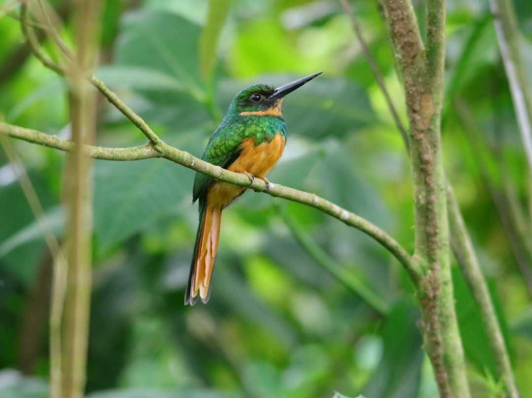 Pierella Ecological Garden景点图片