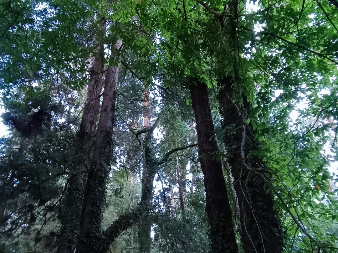 Jardin Botanico de la Universidad Austral de Chile-瓦尔迪维亚必去景点