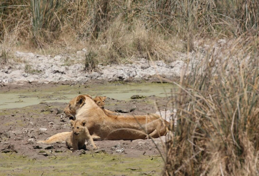UBUNTU SAFARIS & TOURS COMPANY-阿鲁沙必去景点