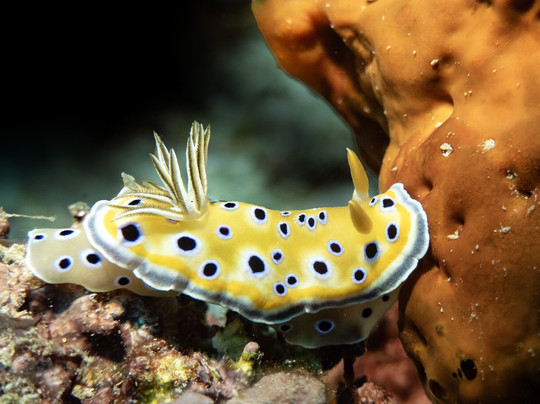 Kangaroo Divers-马林地必去景点