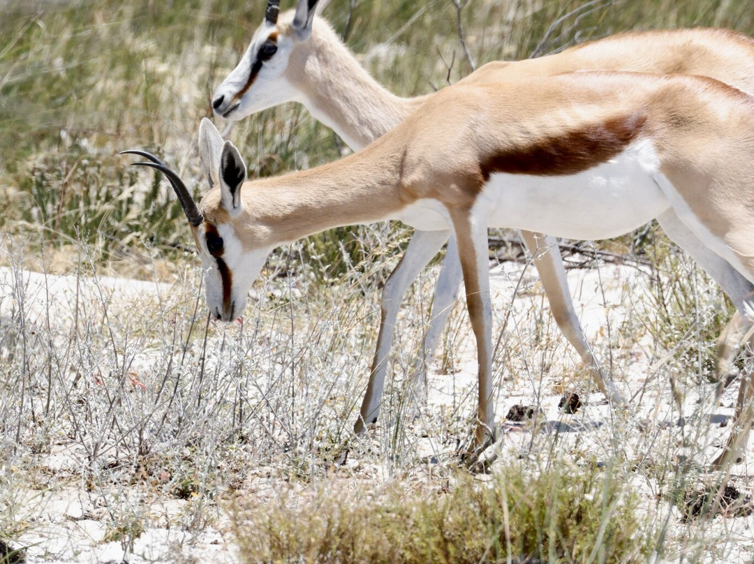 West Coast Safari-Yzerfontein必去景点