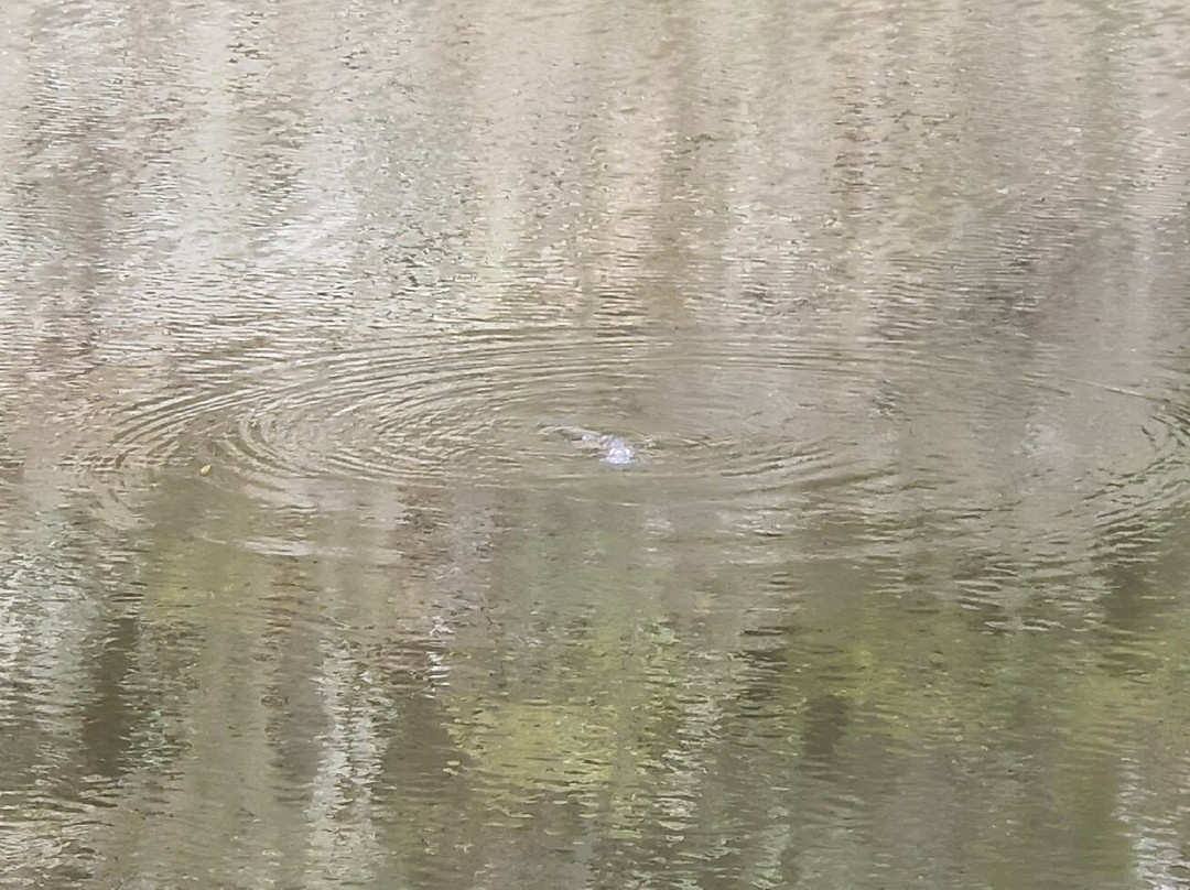 Bombala Platypus Reserve-Bombala必去景点